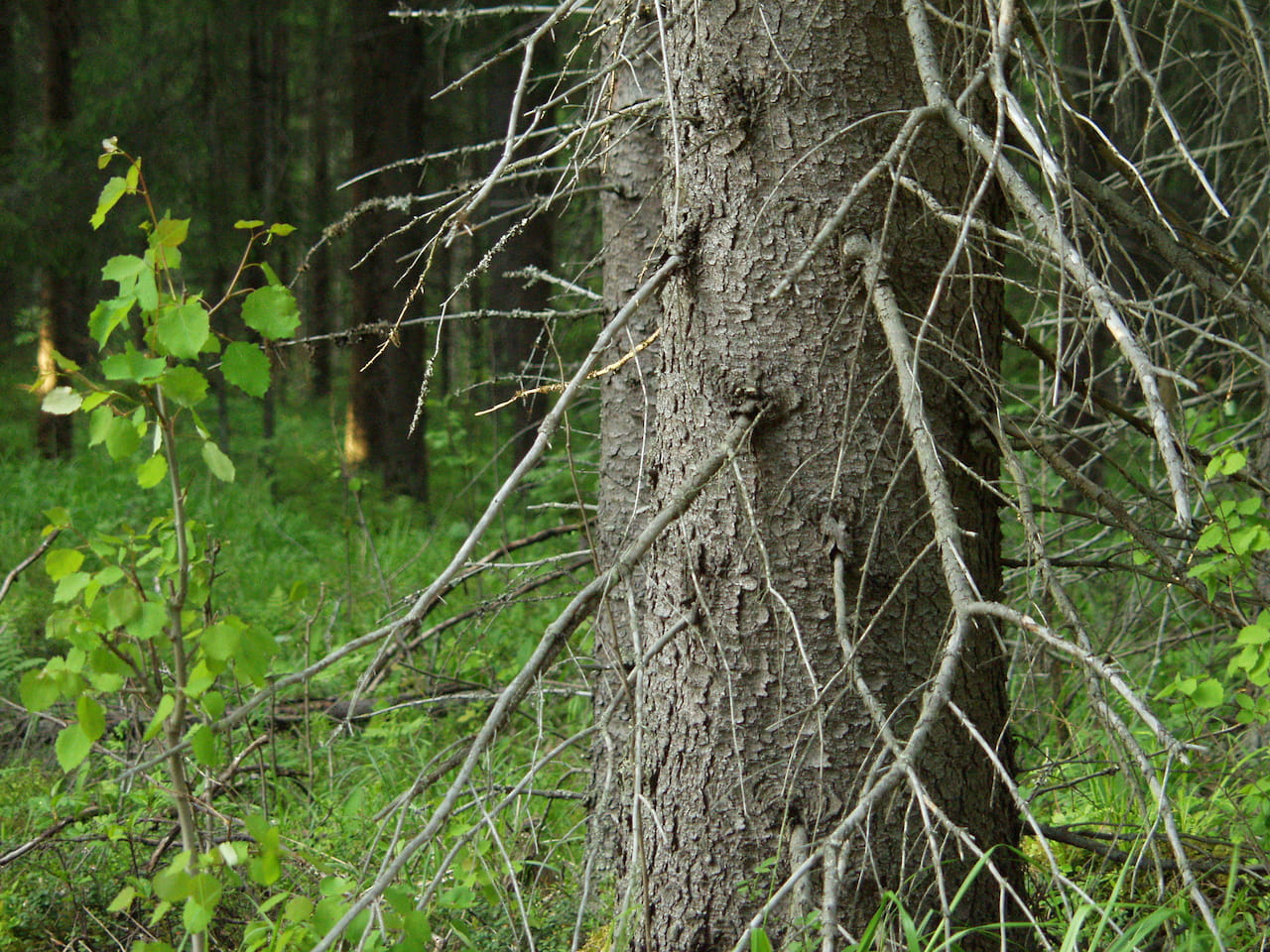 Metsänomistaja ilmastonmuutoksen hillitsijänä