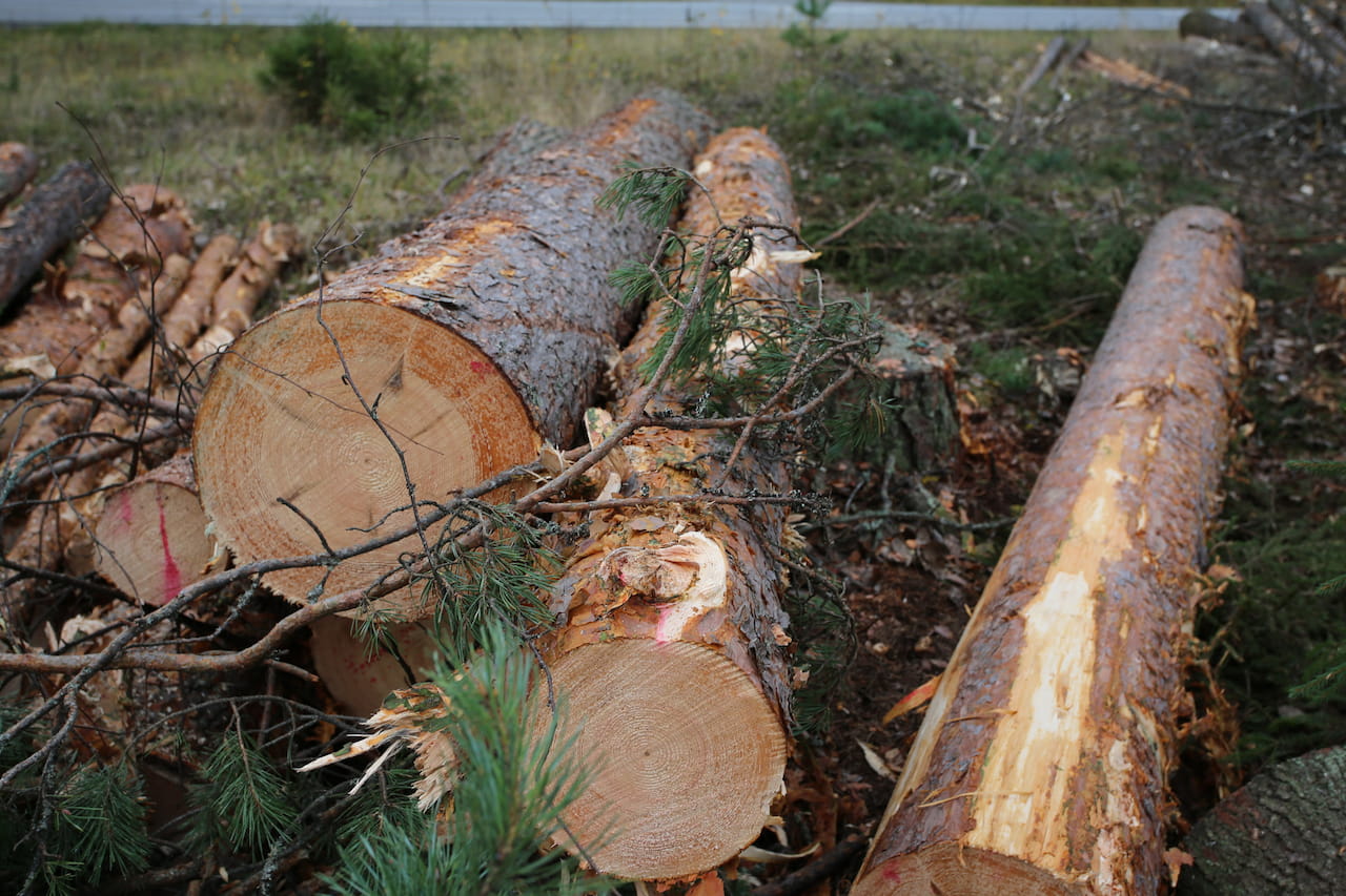 Virkeshandelsöversikt november 2025