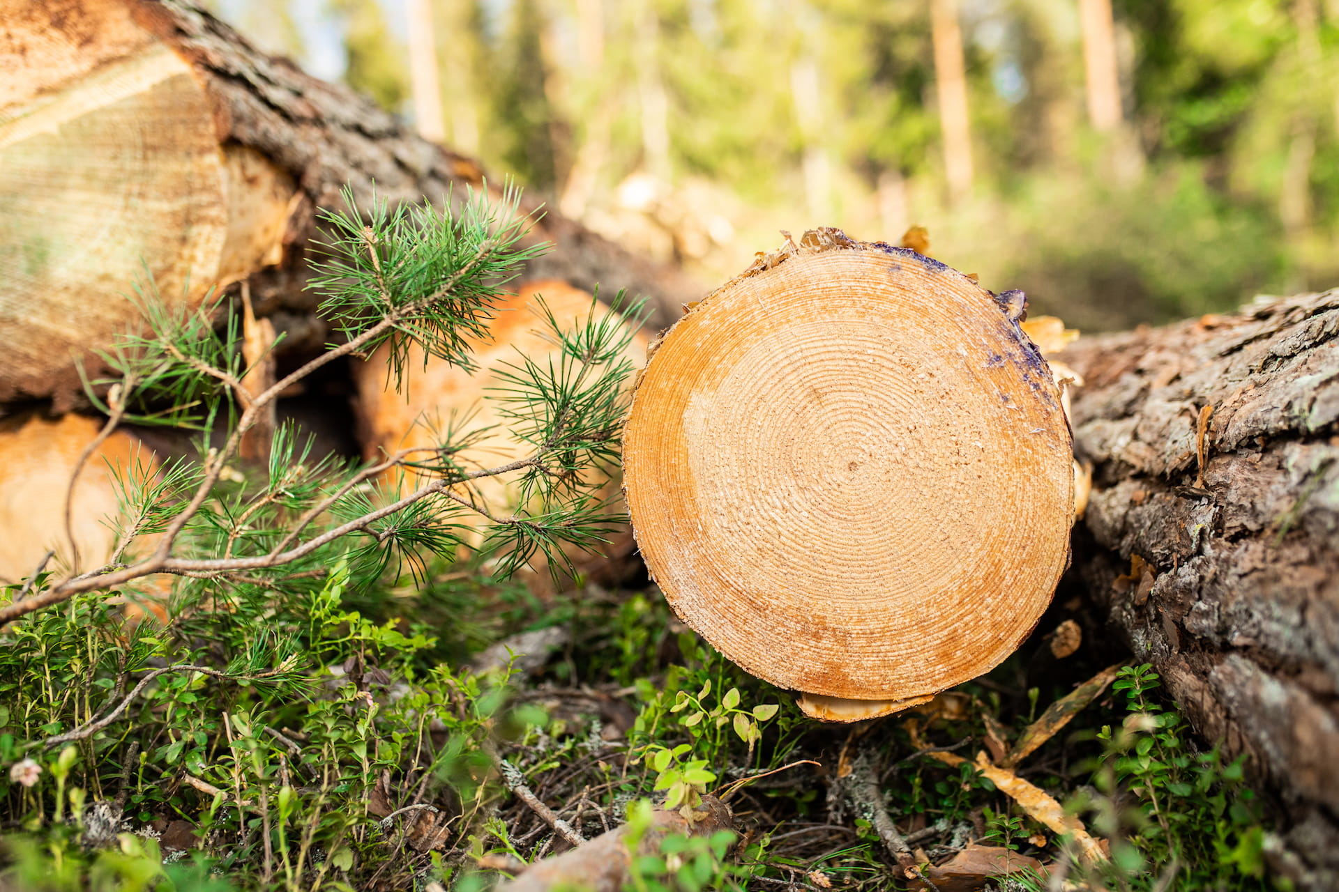 Kuka määrittää puun hinnan Suomessa?