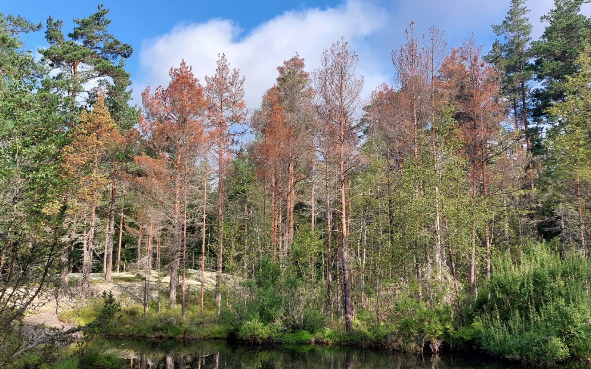 Silmät auki kaarnauoriaistuhoille