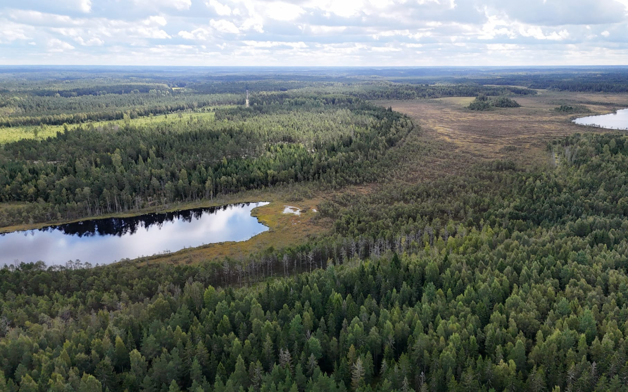 Metsätilakaupassa hyvin tarjontaa - hinnat hieman tasaantuneet