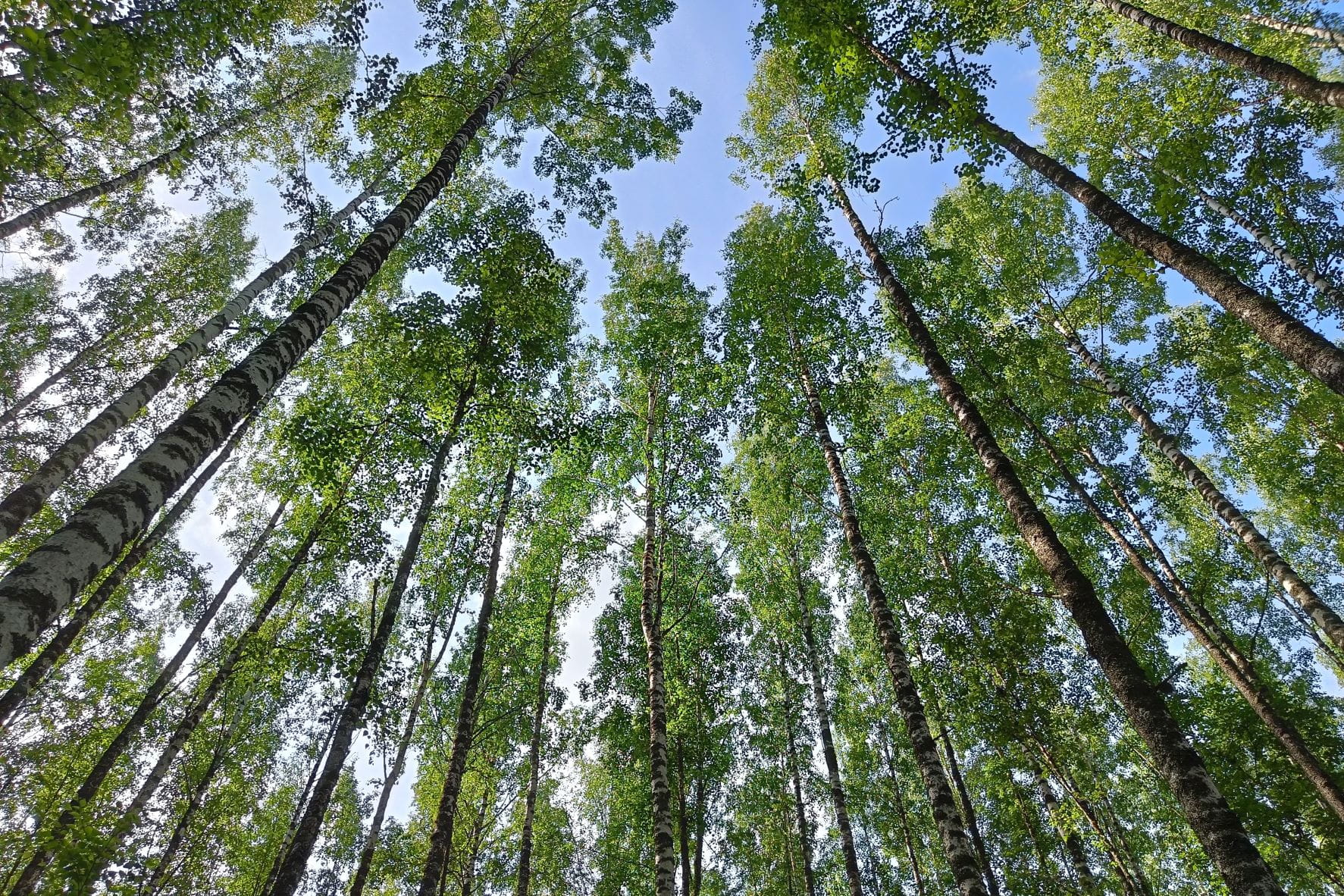 Puun hinnat Päijät-Hämeessä kesäkuussa 2025