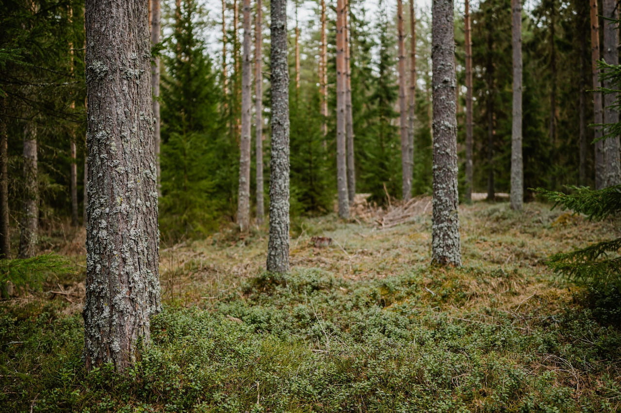 Skogsgläntan Skogsfastigheter