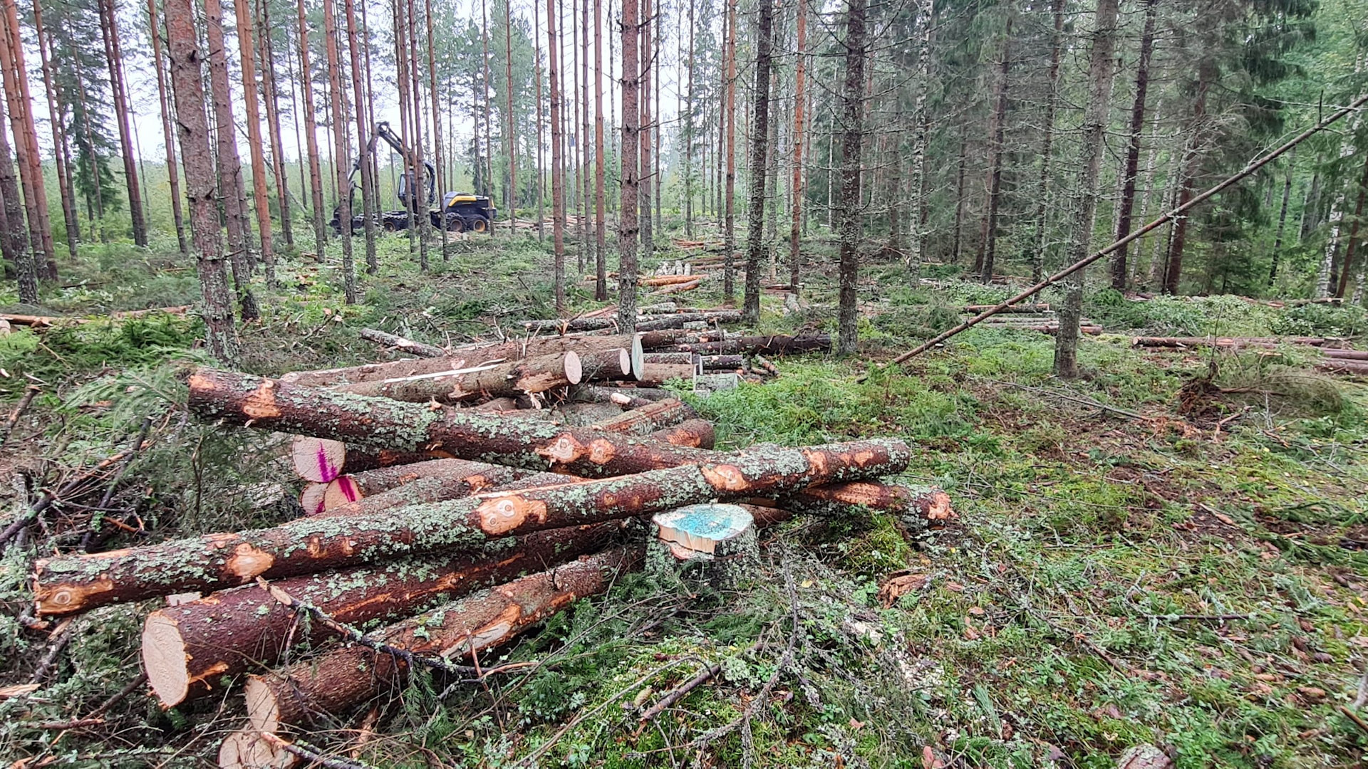 Marraskuun 2025 puumarkkinakatsaus