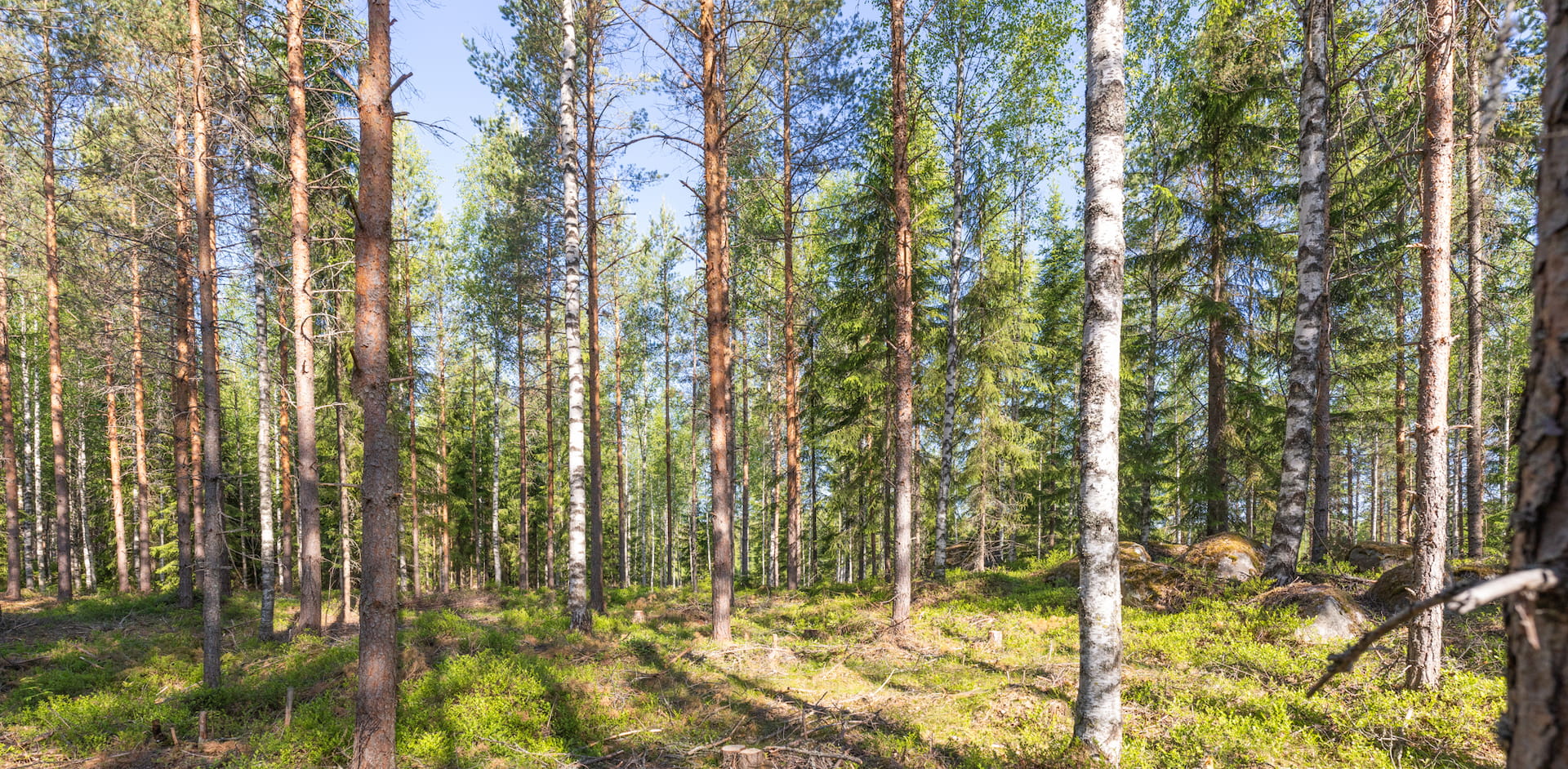 Sekapuustoisuus kasvattaa metsien resilienssiä.