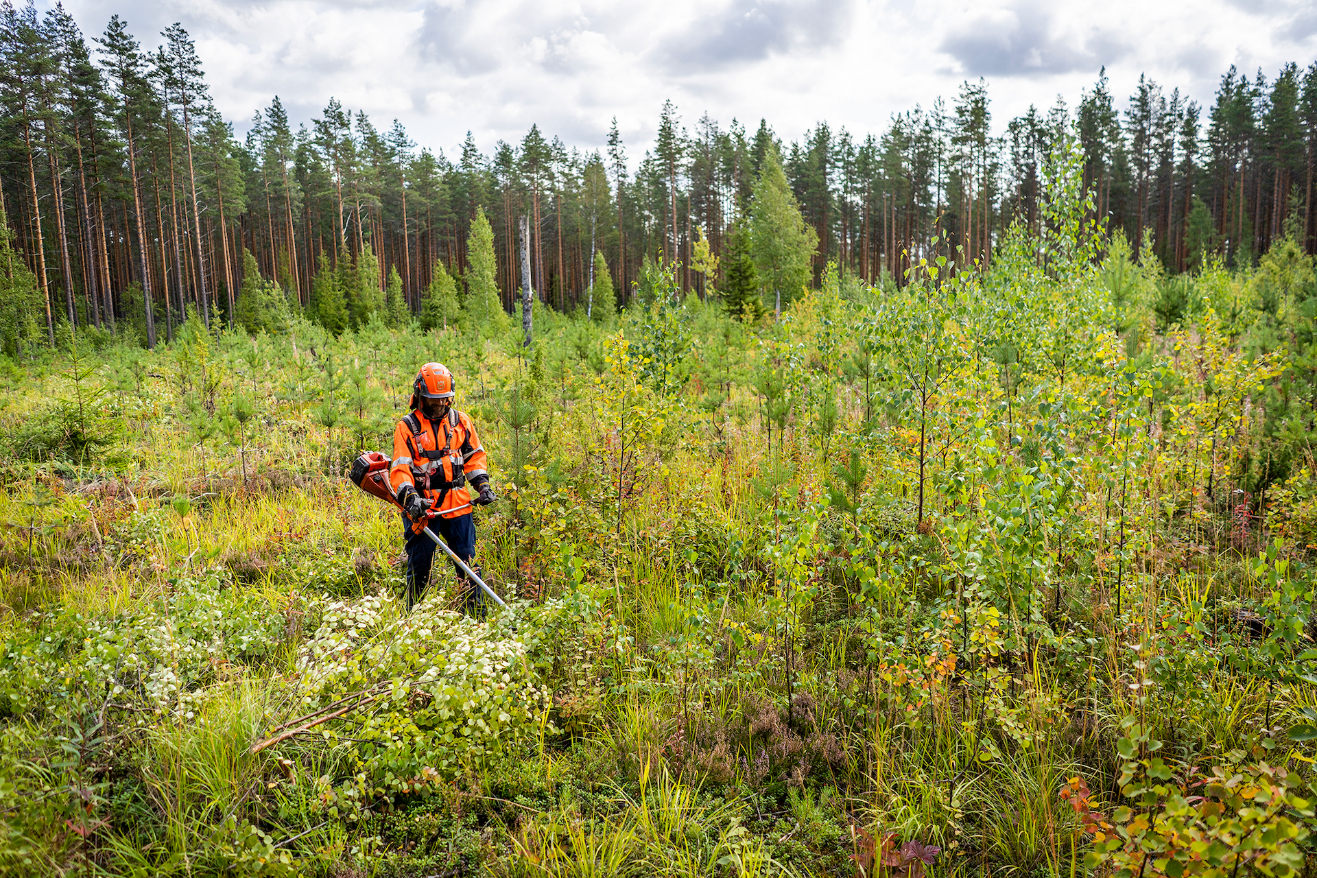 En man i orangea kläder röjer en relativt ung skog